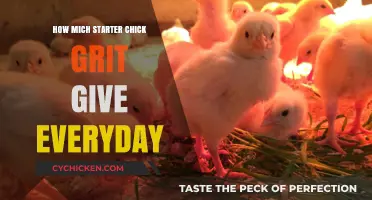 Daily Starter Chick Grit Dosage: Essential Tips for Healthy Growth
