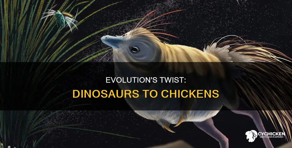 how might a dinosaur evolve into a chicken easy