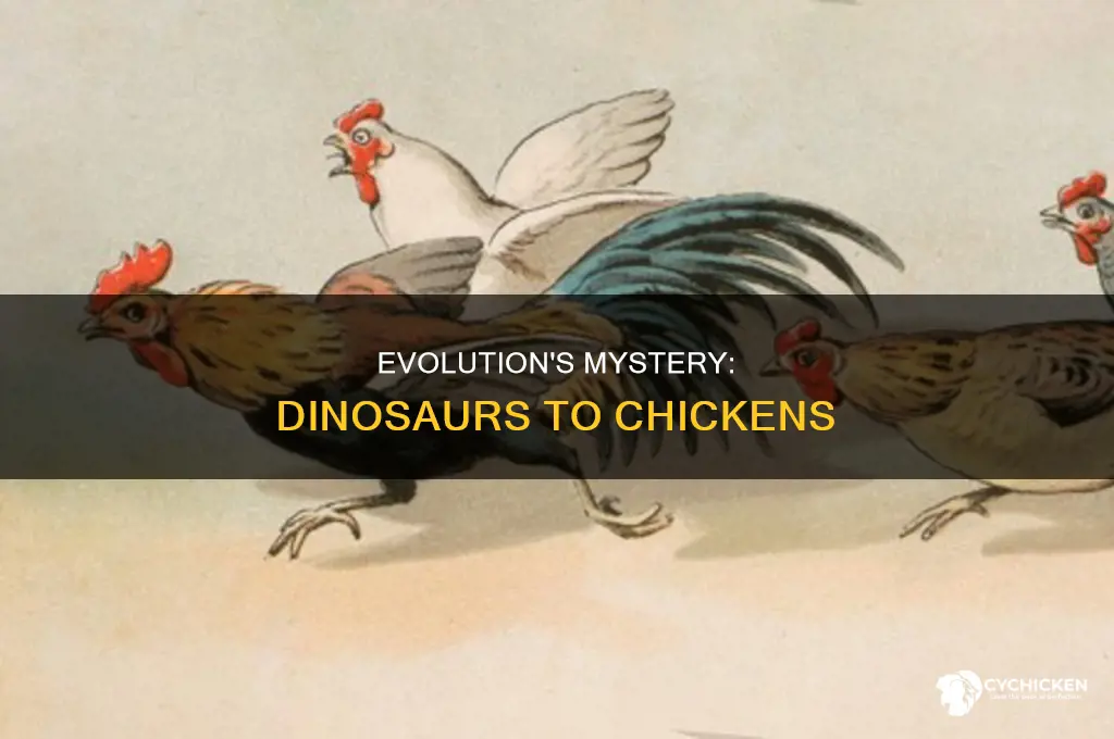 how might a dinosaur evolve into a chicken