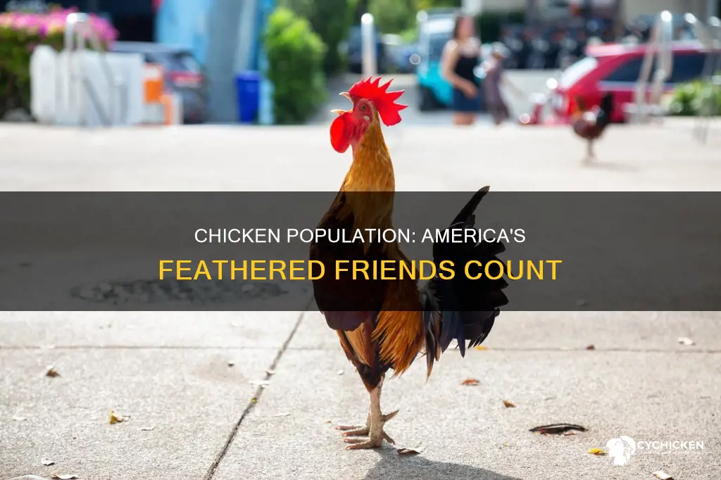how mnay chicken inhait the united states of americ