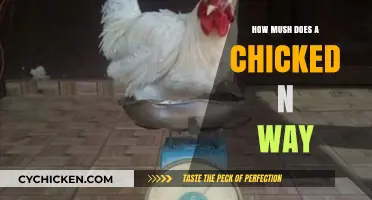 How Much Does a Chicken Weigh? A Comprehensive Guide