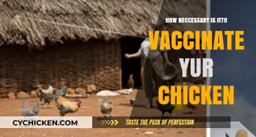 Essential Chicken Vaccinations: Protecting Your Flock's Health and Productivity