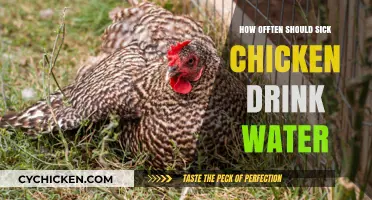 Hydrating Sick Chickens: Optimal Water Frequency for Recovery and Health