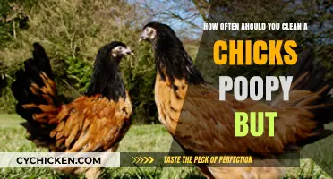 Keep Your Chick's Butt Clean: A Regular Routine
