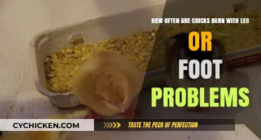 Chicks' Leg and Foot Problems: What's the Frequency?
