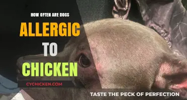Understanding Chicken Allergies in Dogs: Frequency and Prevention Tips