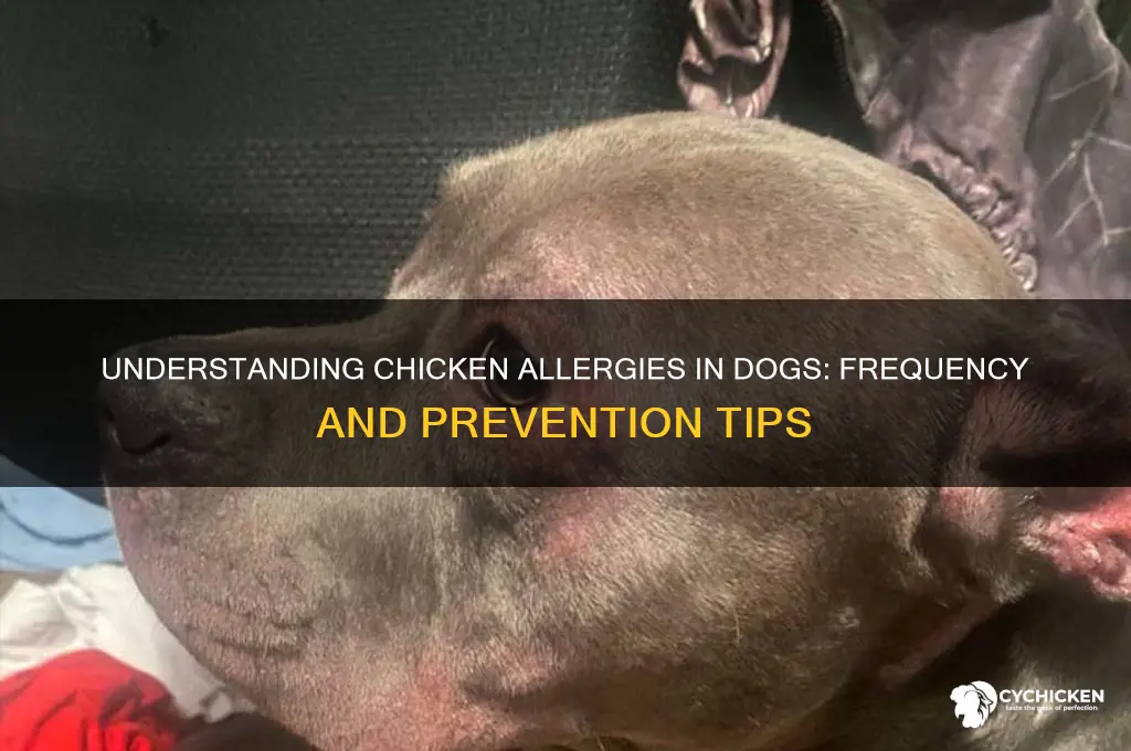 how often are dogs allergic to chicken