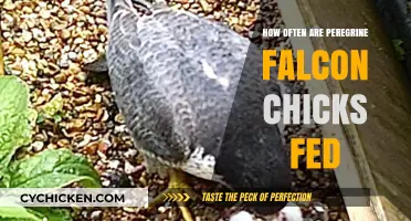 Peregrine Falcon Chick Feeding Frequency: A Parent's Daily Routine