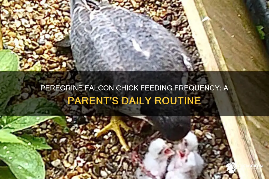 how often are peregrine falcon chicks fed