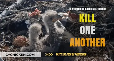 Bald Eagle Chicks: Sibling Rivalry and Fatal Fights