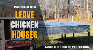 Understanding Chicken Behavior: How Often Do They Leave Their Coops?