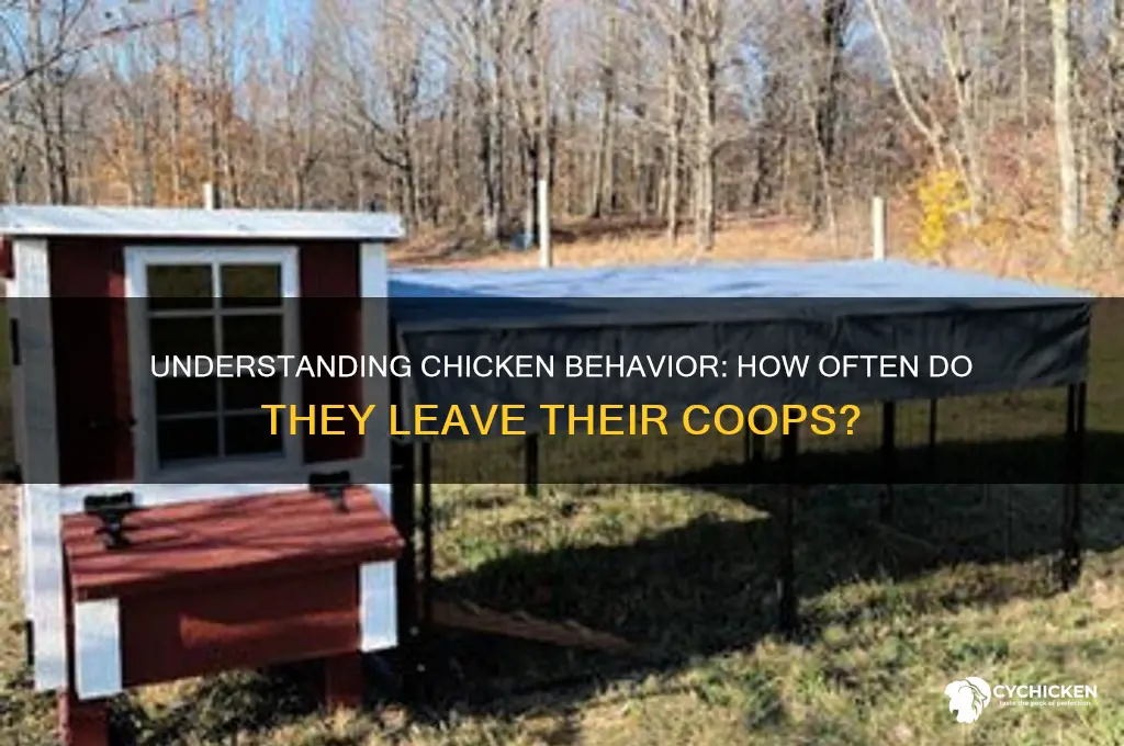 how often do chickens leave chicken houses