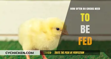 Feeding Baby Chicks: How Frequently Should You Feed Them?