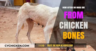 Chicken Bones: A Deadly Treat for Dogs