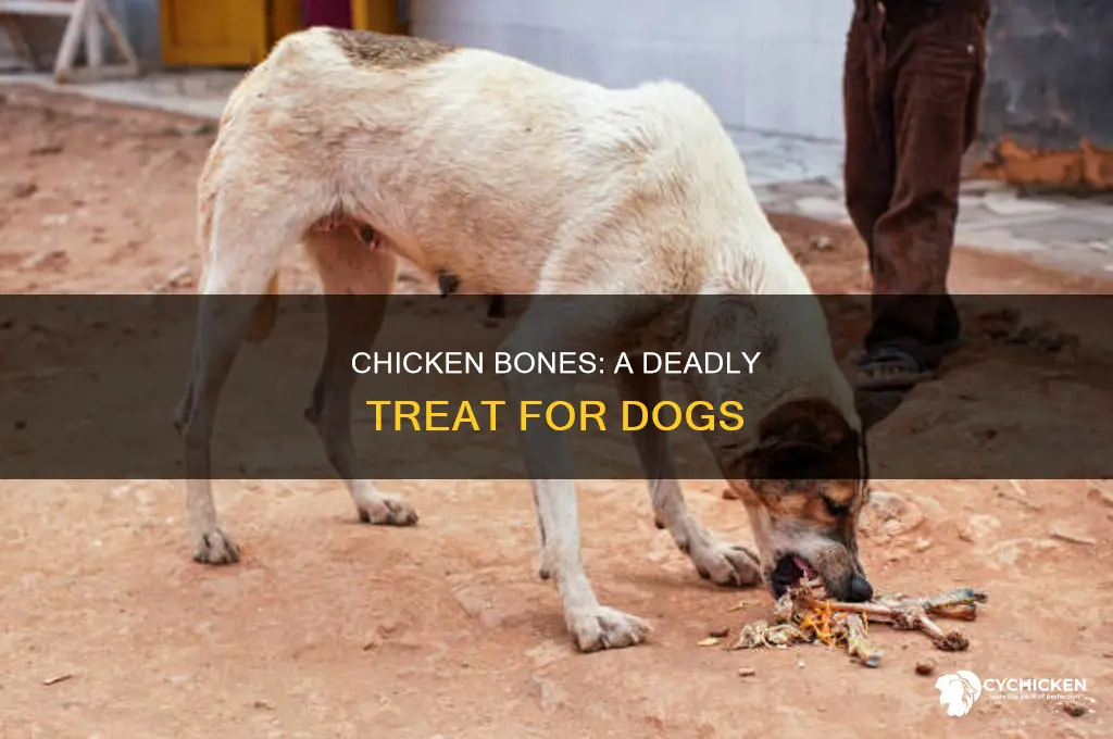 how often do dogs die from chicken bones