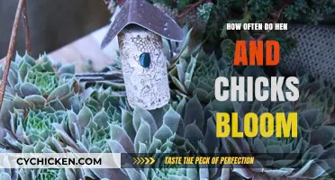 Hen and Chicks Blooming Frequency: A Comprehensive Guide for Gardeners