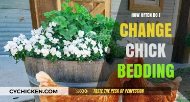 Optimal Chick Bedding Change Frequency for Healthy and Happy Chicks