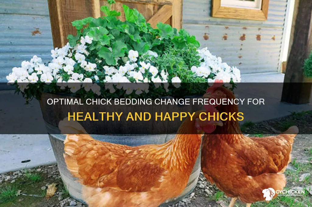 how often do i change chick bedding