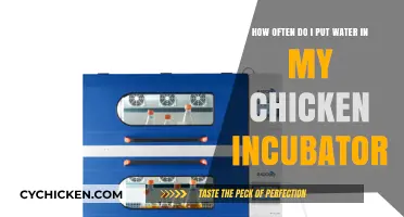 Maintaining Optimal Humidity in Your Chicken Incubator