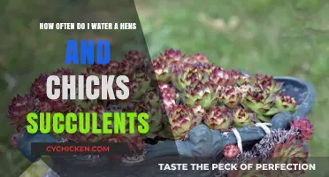 Watering Hens and Chicks: How Frequently?