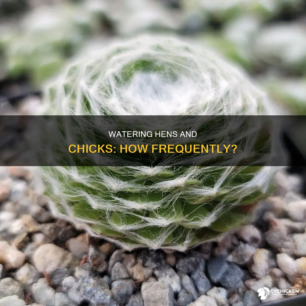 how often do i water a hens and chicks succulents