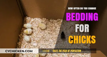 Bedding Changes for Chicks: How Often and Why?