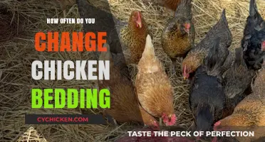 Optimal Chicken Bedding Change Frequency for a Healthy Coop Environment