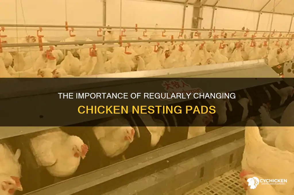 how often do you change chicken nesting pads