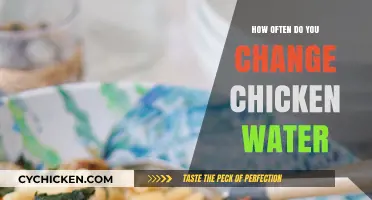 Keeping Chicken Water Fresh: Optimal Change Frequency for Healthy Flocks