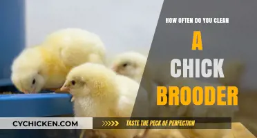 Clean Brooders, Happy Chicks: Regular Cleaning Intervals