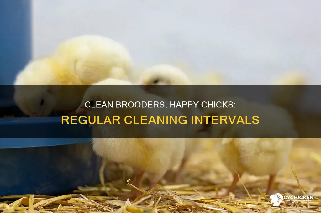 how often do you clean a chick brooder
