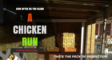Keeping Your Chicken Run Clean: How Often?