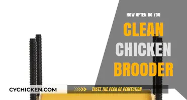 Keeping Your Chicken Brooder Clean: Essential Tips for Healthy Chicks