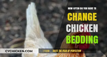 Refresh Chicken Bedding Every 1-2 Weeks for Happy Hens