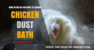 Refresh Chicken Dust Baths: How Frequently?