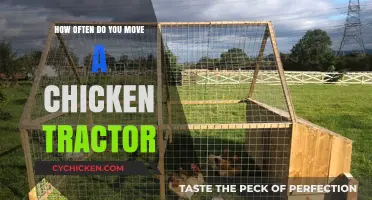 Moving Chicken Tractors: How Frequently Should You Relocate?