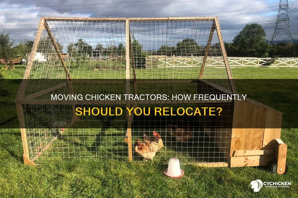 how often do you move a chicken tractor