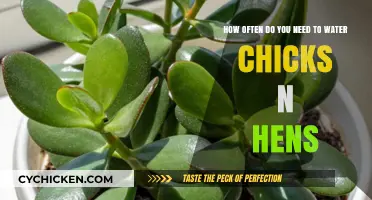 Watering Chicks and Hens: How Often and How Much?