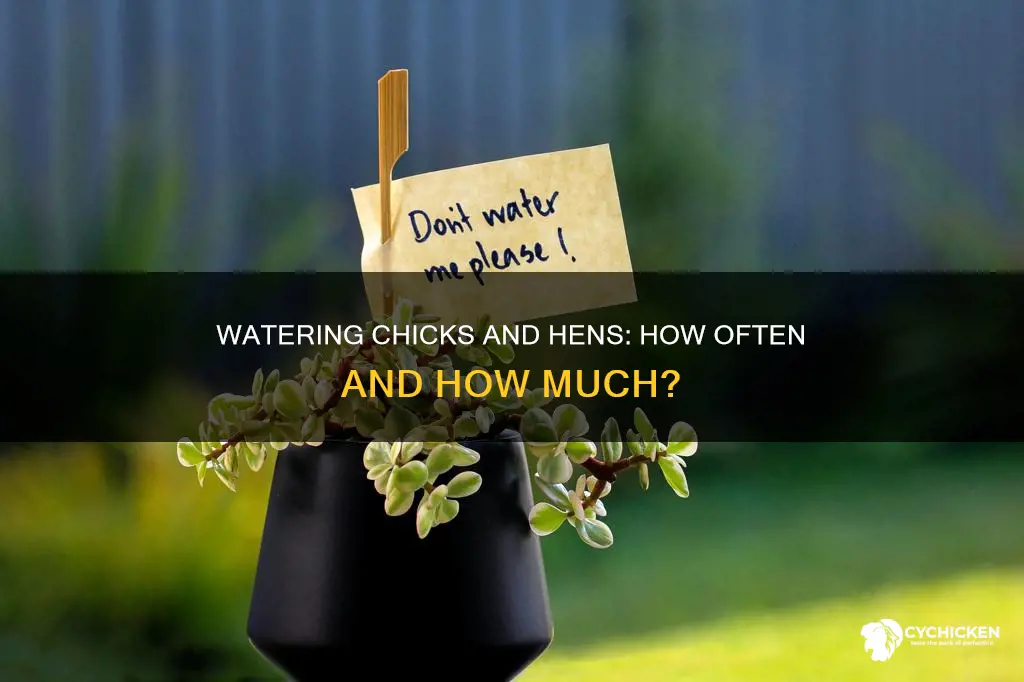 how often do you need to water chicks n hens