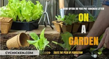 Chicken Litter Application: How Frequently for a Healthy Garden?