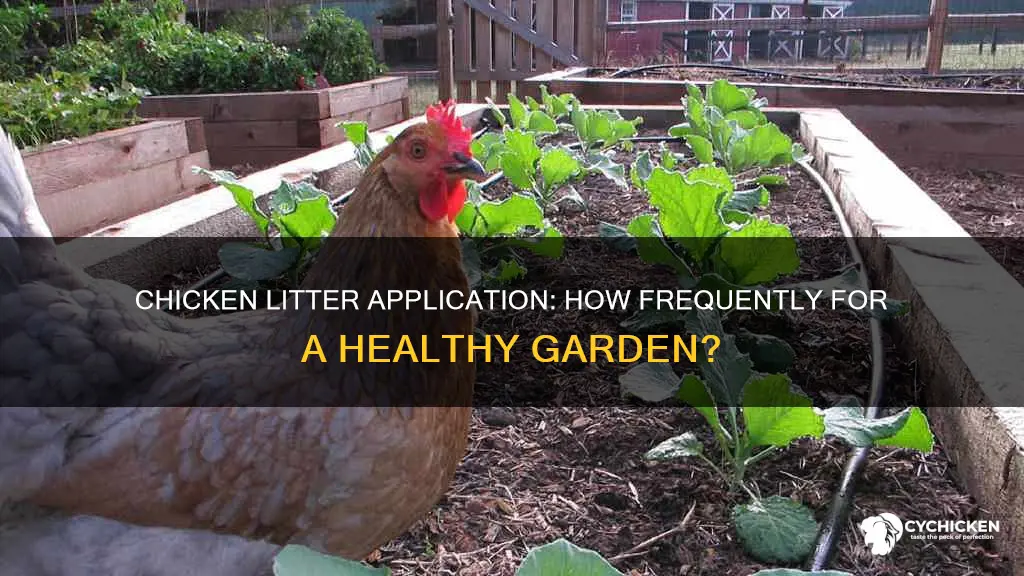 how often do you put chicken litter on a garden