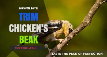 Trimming Chicken Beaks: How Often Should You Do It?