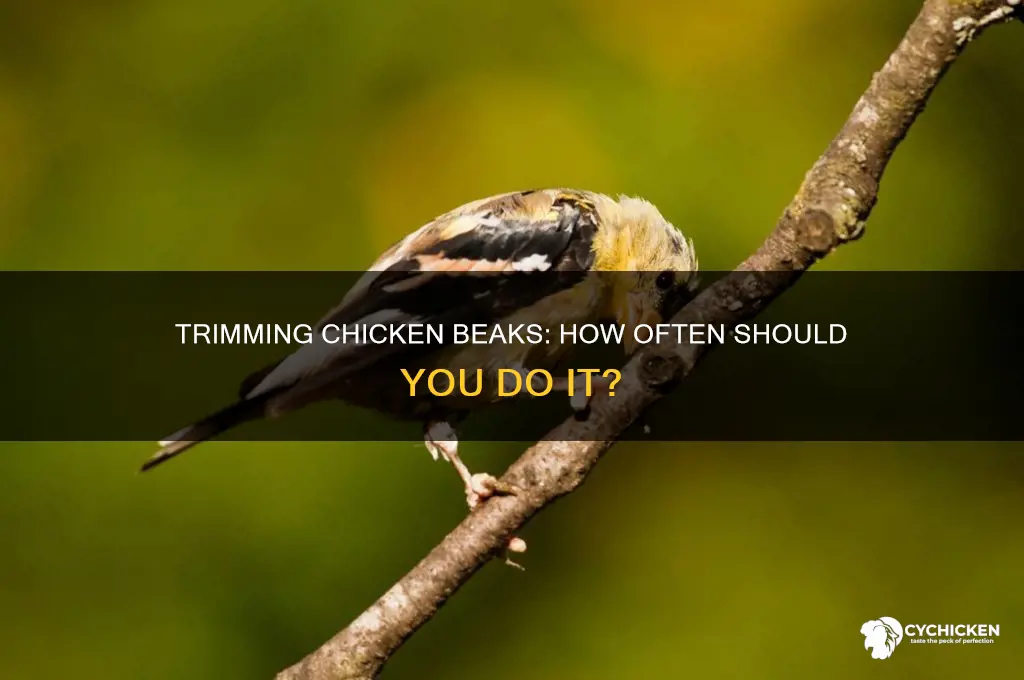 how often do you trim chicken