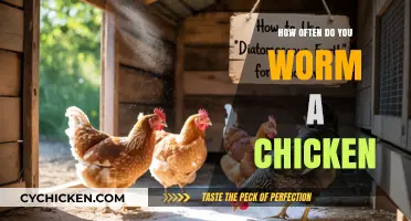Worming Chickens: Essential Guide to Frequency and Best Practices