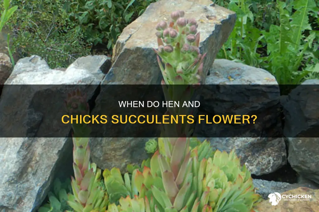 how often doe succulent hen and chicks flower
