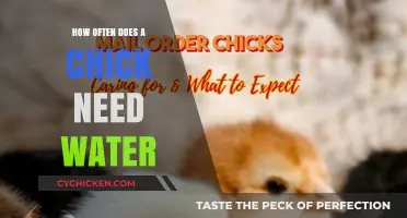 Essential Hydration Guide: How Often Do Chicks Need Water?