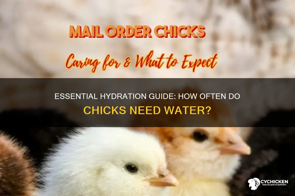 how often does a chick need water