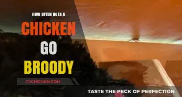 Understanding Broodiness: How Often Do Chickens Go Broody?