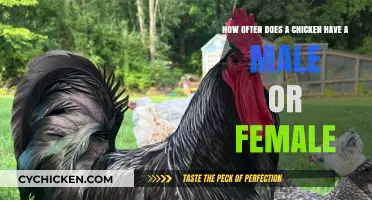 Chicken Gender Dynamics: Male-Female Ratio Explored