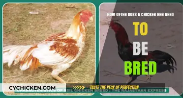 Breeding Basics: How Often to Breed Your Chicken Hen